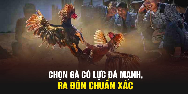 Chọn gà có lực đá mạnh, ra đòn chuẩn xác