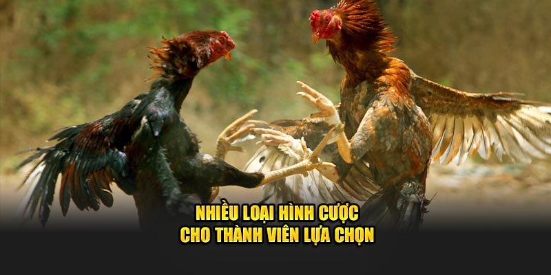 Nhiều loại hình cược cho thành viên lựa chọn