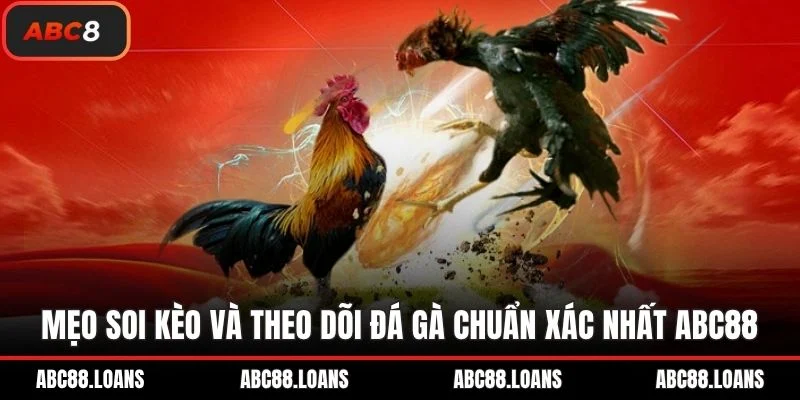 Mẹo soi kèo và theo dõi đá gà chuẩn xác nhất ABC8