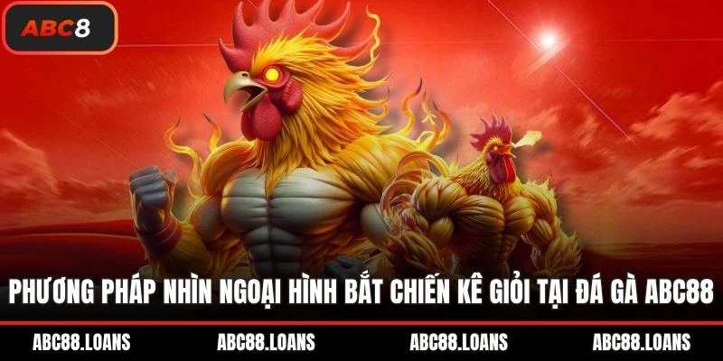 Phương pháp nhìn ngoại hình bắt chiến kê giỏi tại đá gà ABC8